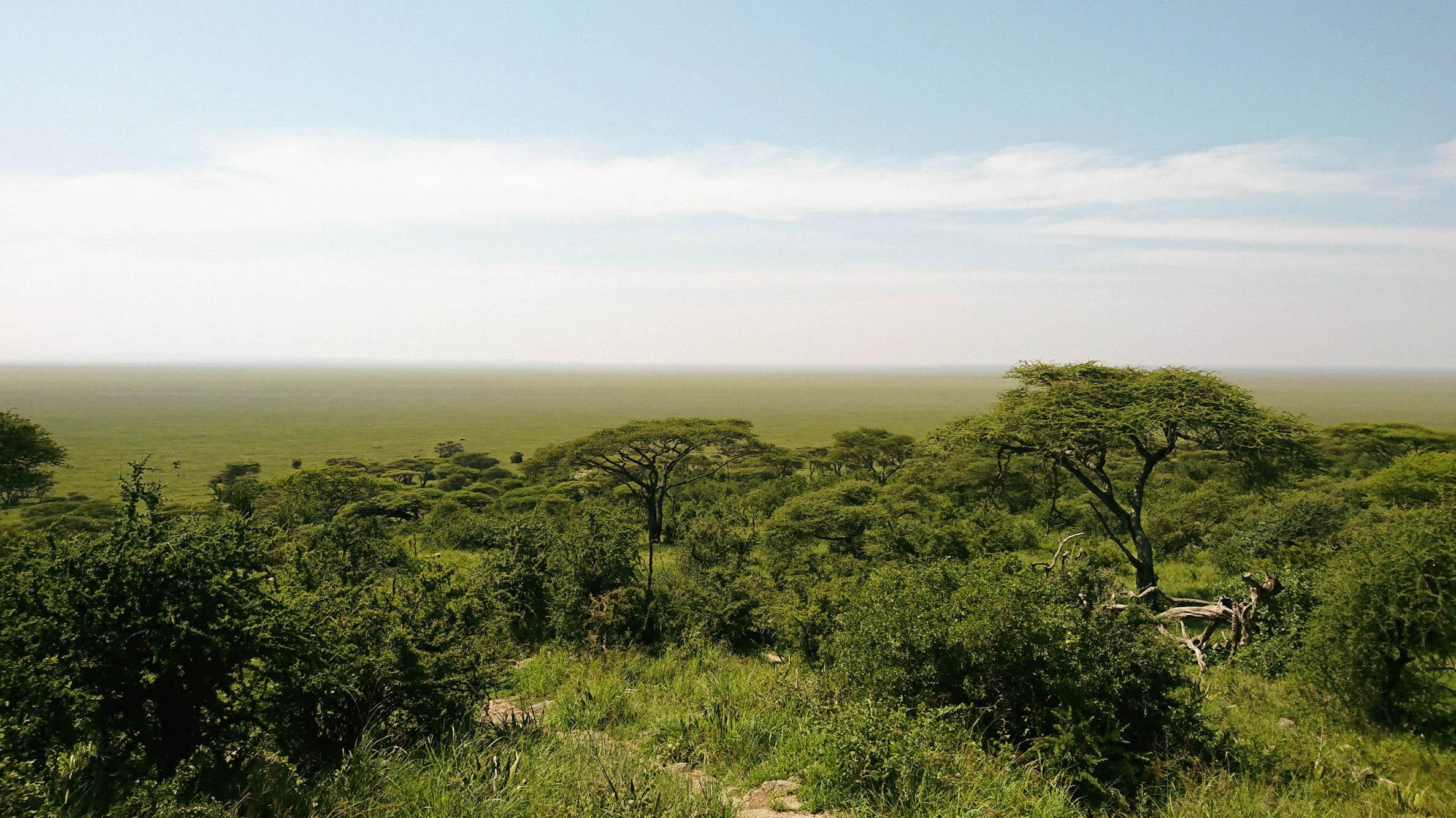 Una imagen de Voltereta Tanzania